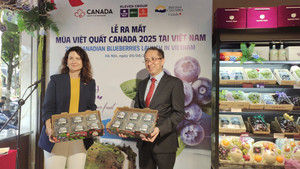 Klever Group đưa việt quất Canada chất lượng cao về Việt Nam