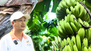 Nông nghiệp Net Zero: Trồng chuối xuất khẩu, những điều đặc biệt ít người biết
