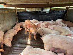 Phạt chủ xe chở gần 100 con lợn sùi bọt mép, bị dịch tả lợn châu Phi đi tiêu thụ