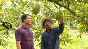 Tây Ninh phát triển kinh tế nông nghiệp bền vững từ mô hình hợp tác xã kiểu mới