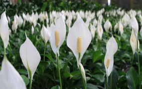 Ý nghĩa phong thủy của cây lan Ý và cách đặt trong nhà