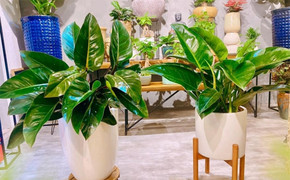 Tưới nước cho cây trầu bà đế vương, chăm hay lười đều không ổn