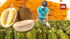 Chất vàng O 'hung thần' khiến sầu riêng Việt bị soi từng li từng tí 