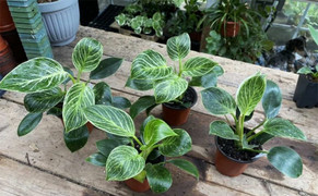 Tất tần tật cách trồng và chăm sóc cây trầu bà đế vương