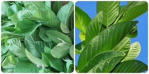 Nhai lá ổi hàng ngày có tác dụng gì?