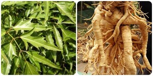 Những người không nên uống nước lá đinh lăng