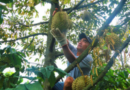 Sầu riêng sượng nước, nông dân Đắk Lắk bất lực nhìn giá rớt thảm