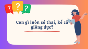 Con gì luôn bị gọi là có thai, kể cả giống đực?