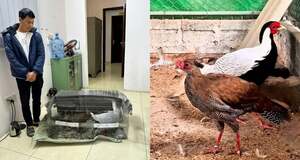 Giật mình sợ hãi trước những loài động vật được chế biến ăn uống hàng ngày trong danh sách bảo tồn đặc biệt