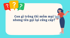 Con gì trông thì mềm mại nhưng tên gọi lại cứng cáp?