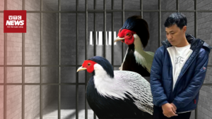 Hiểu rõ quy định bảo vệ động vật: Đừng để thú chơi quý hiếm trở thành vi phạm