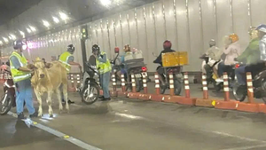 Phạt người chủ để bò chạy lạc vào hầm sông Sài Gòn