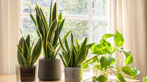 Ý nghĩa phong thủy của cây lưỡi hổ - biểu tượng vượt thử thách