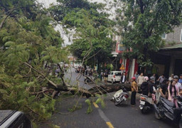 Cây phượng trên vỉa hè bật gốc đè bẹp 2 xe máy, 4 người may mắn thoát chết