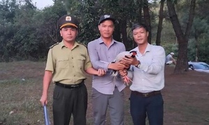 Gà lôi trắng quý hiếm bay vào quán nước ở Huế