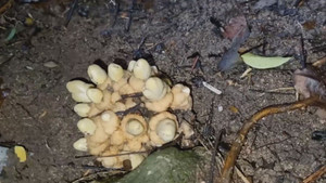 Băng rừng lội suối tìm nấm quý Mộc Bá Huê ở An Giang