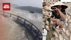 Ngư dân Quảng Trị xót xa nhìn bè cá trôi dạt, thiệt hại hàng tỷ đồng