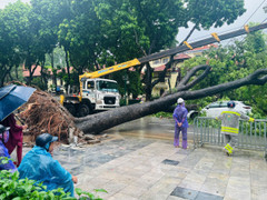 Cây xanh bật gốc, đè trúng 2 ô tô tại ngã tư Hà Nội
