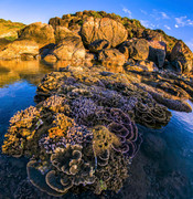 Mê mẩn kỳ quan san hô mùa nước cạn tại vùng biển Gia Lai, Đắk Lắk