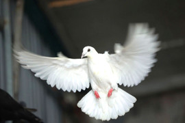 'Khối lông vũ' sẵn sàng tung cánh trên bầu trời Quảng trường Ba Đình ngày 2/9