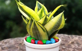 Người mệnh Thổ hợp trồng cây cảnh gì?