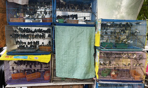 Bán mua chim cá để 'phóng sinh': Tưởng tích đức, hóa ra gieo nghiệp