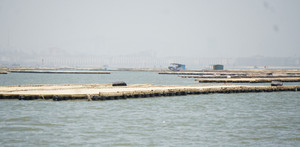 Dân đua nhau đóng bè nuôi hàu, xâm lấn luồng đường thủy ở Quảng Ninh