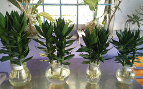 Vị trí đặt cây phát lộc trong nhà giúp thu hút tài lộc