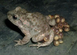 Bắt cóc làm thịt ăn, 9 học sinh ở Gia Lai nhập viện cấp cứu