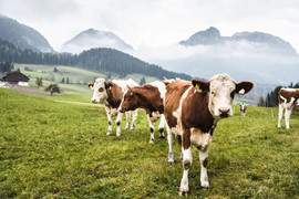 Bị chó làm giật mình, đàn bò nổi điên giẫm chết cụ ông 85 tuổi đang đi bộ