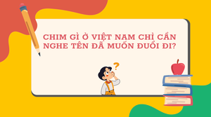 Chim gì ở Việt Nam chỉ cần nghe tên đã muốn đuổi đi?