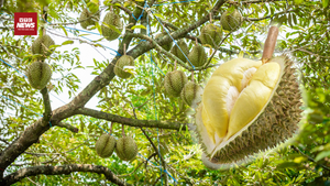 Sầu riêng Việt Nam 'gây sốt' tại Malaysia, mức nhập khẩu tăng kỷ lục 1000%