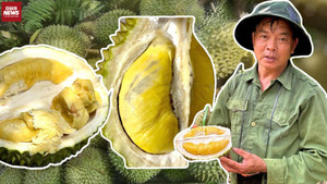 Vì sao sầu riêng rớt giá thê thảm, chỉ còn 15.000 đồng/kg?
