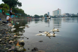 Vớt 3 tạ cá chết phơi bụng trên hồ Trúc Bạch