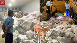 Phát hiện kho 100 tấn thịt lợn bẩn tại Gia Lai, chủ cơ sở bị phạt nặng