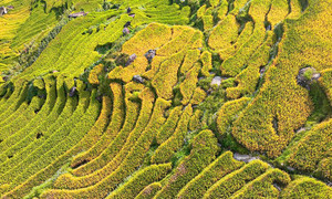 Du khách nườm nượp đổ về ngắm lúa vàng trên núi cao 2.000m