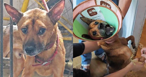 Chủ qua đời, chú chó thà chết không chịu rời nhà cũ, cộng đồng vất vả giải cứu