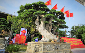 Chiêm ngưỡng những ‘cụ duối’ trị giá hàng tỷ đồng quy tụ tại Gia Lai