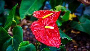 Những cây phong thủy hợp với người tuổi Dần