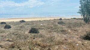 13,4 triệu USD phòng chống sa mạc hóa ven biển