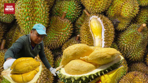 Sầu riêng Việt 'vượt bão' trước cảnh báo mới của Trung Quốc