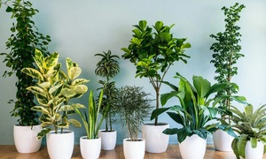 Những cây phong thủy hợp với người tuổi Mão