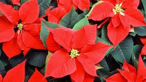 Những cây phong thủy hợp với người tuổi Thìn