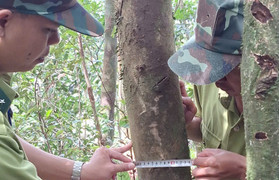Phát hiện chè Shan rừng cổ thụ ở dãy núi có độ cao trên 1000 mét tại Huế