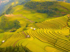 Soi giá loạt tour ngắm mùa lúa chín Tây Bắc đang hot nhất hiện nay