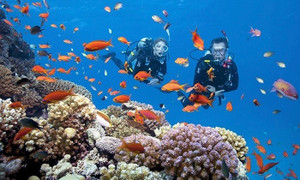 Hai thợ lặn tại Quảng Trị gặp nạn, người tử vong, người đang nguy kịch