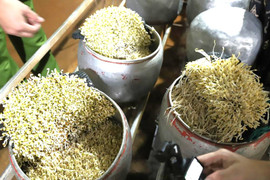 Phát hiện cơ sở dùng chất cấm để sản xuất giá đỗ số lượng lớn