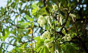 Tôi phải chuyển nhà để 'lánh nạn' mùi hoa sữa