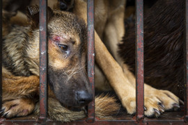 Thêm công cụ ngăn chặn nạn buôn bán chó, mèo trái phép trên toàn quốc