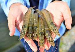 Tôm nuôi và tôm tự nhiên khác nhau thế nào?